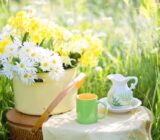 Is it a good green tea for liver steatosis? – Farewell Grasso