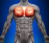 Castoral Grand Muscle | wistropa1