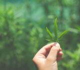 Better to better understand cannabis, hemp and marijuana