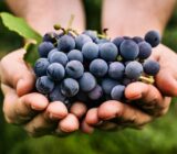 Blue muscatic grapes: what are its qualities?