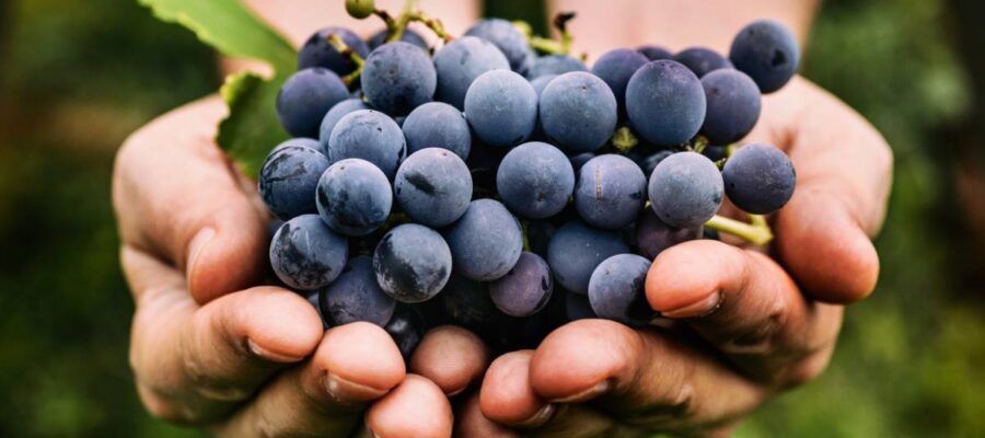 Blue muscatic grapes: what are its qualities?
