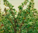 What to do when the medicine by plants does not work?