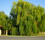 Plant the weeping willow in your garden: how to proceed?