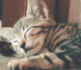 Sudden change of cat behavior: why? Explanation