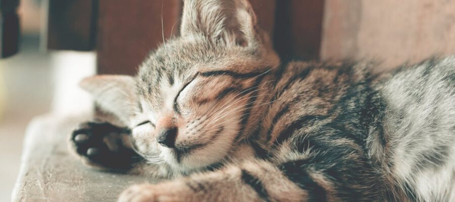 Chat