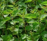 What is the point of consuming it?