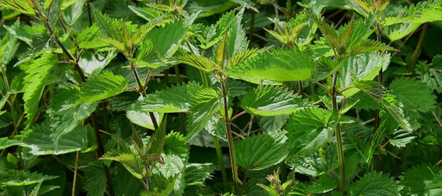 Plants de CBD