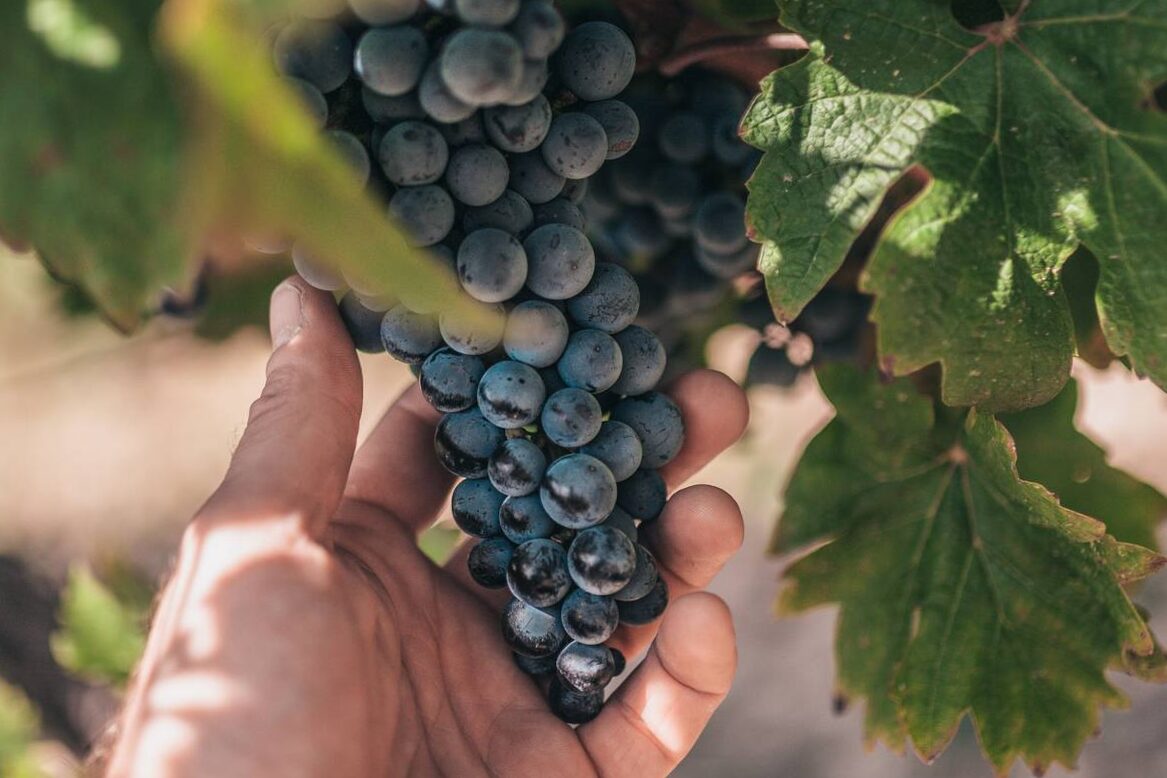 Blue muscatic grapes: what are its qualities?