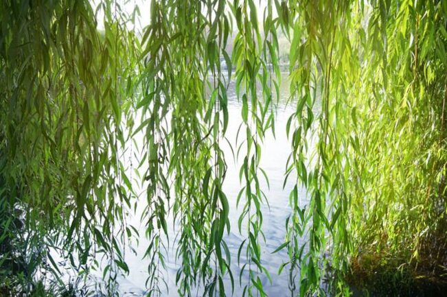 Plant the weeping willow in your garden: how to proceed?