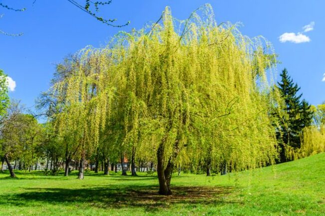 Plant the weeping willow in your garden: how to proceed? 2