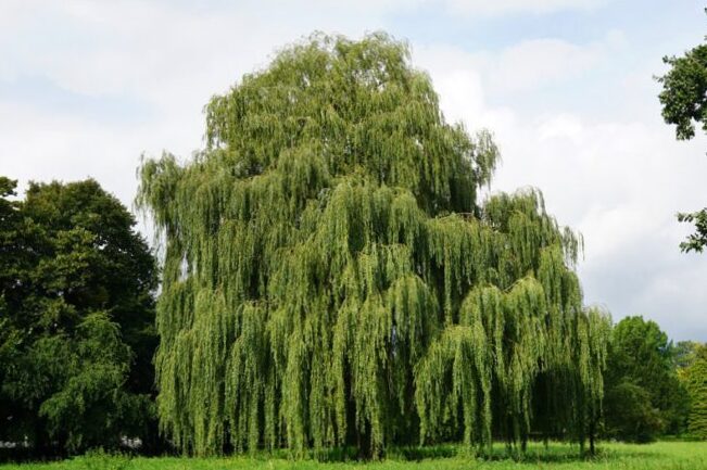 Plant the weeping willow in your garden: how to proceed? 3