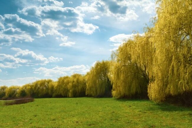 Plant the weeping willow in your garden: how to proceed? 4