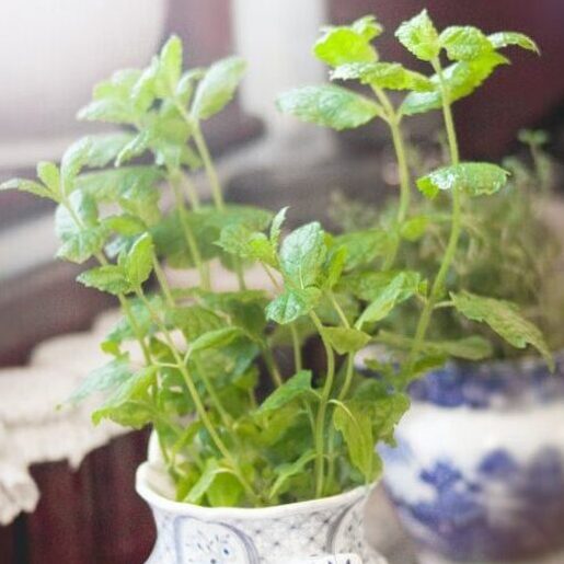 The 7 questions often asked about plant medicine