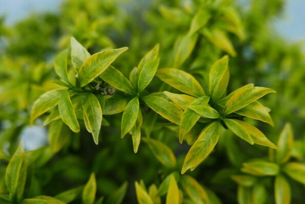 What to do when the medicine by plants does not work?