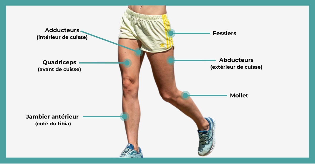 The muscles of the main leg